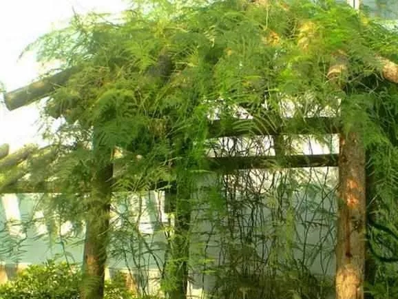 這5種綠植盆栽可以養(yǎng)成樹，瀑布一般的陽臺花園