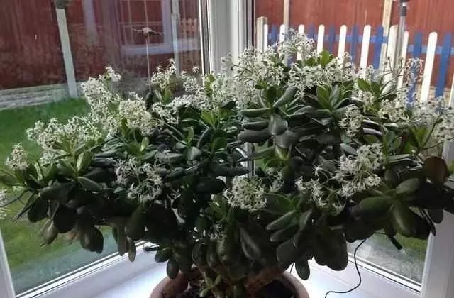 這5種綠植盆栽可以養(yǎng)成樹，瀑布一般的陽臺花園