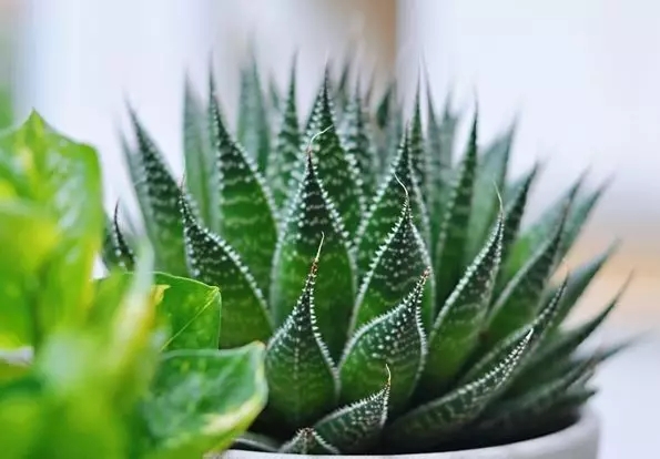 夏季植物養(yǎng)護(hù)，你的水澆對了嗎？