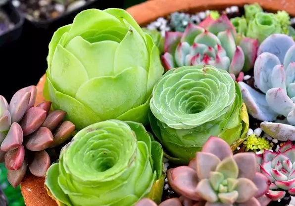 夏季植物養(yǎng)護(hù)，你的水澆對了嗎？