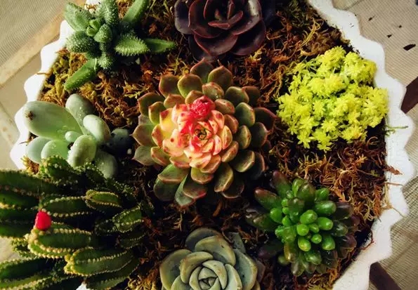 夏季植物養(yǎng)護(hù)，你的水澆對了嗎？
